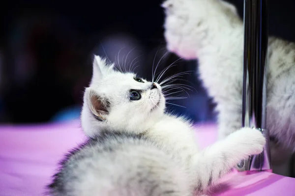 Retrato Gatitos Lindos —  Fotos de Stock