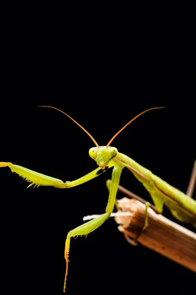 Gottesanbeterin (mantis religiosa) auf schwarzem Hintergrund — Stockfoto