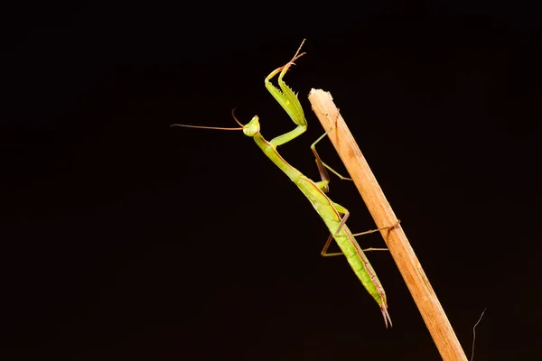 Gottesanbeterin (mantis religiosa) auf schwarzem Hintergrund — Stockfoto