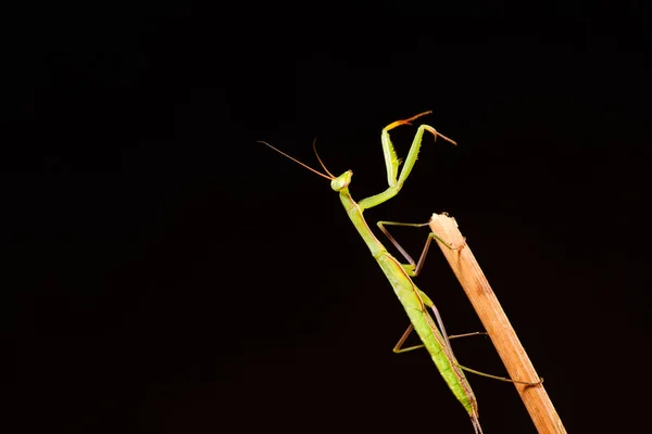 Gottesanbeterin (mantis religiosa) auf schwarzem Hintergrund — Stockfoto