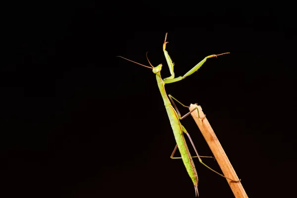 Gottesanbeterin (mantis religiosa) auf schwarzem Hintergrund — Stockfoto