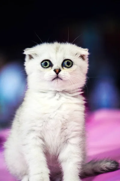 귀여운 고양이의 초상화 — 스톡 사진