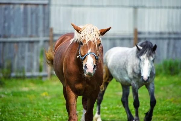 Vista Cênica Belo Retrato Cavalo — Fotografia de Stock