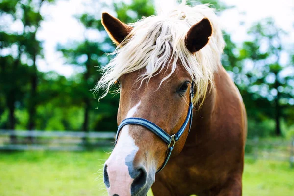 Retrato de belo cavalo vermelho no verão — Fotografia de Stock