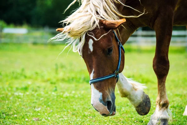 Retrato de belo cavalo vermelho no verão — Fotografia de Stock