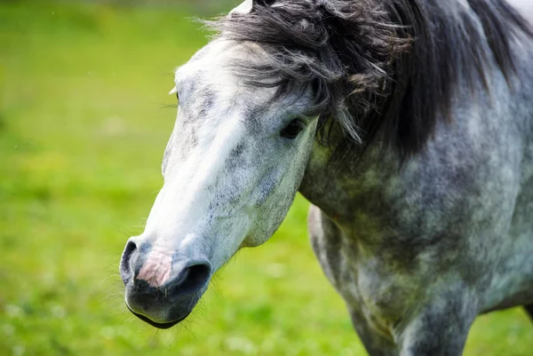 Portret pięknego czerwonego konia w lecie — Zdjęcie stockowe