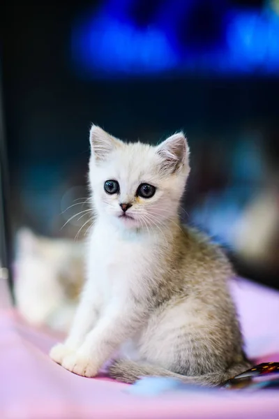 Cute Little Kotek Tle — Zdjęcie stockowe