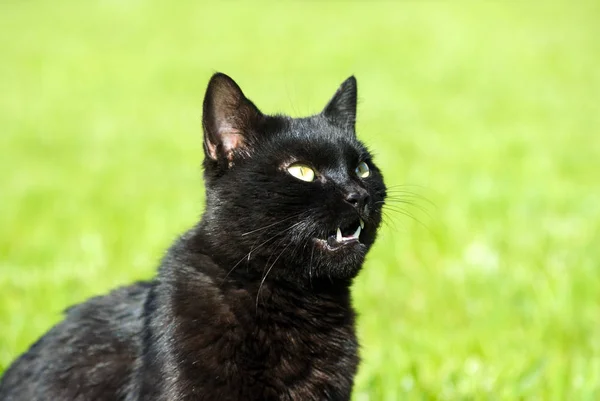 Leuke Kat Selectieve Focus — Stockfoto