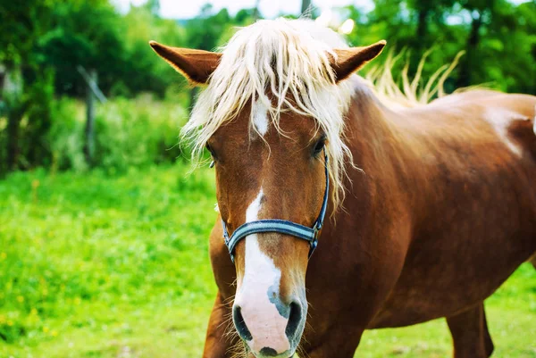 Paard in het veld — Stockfoto