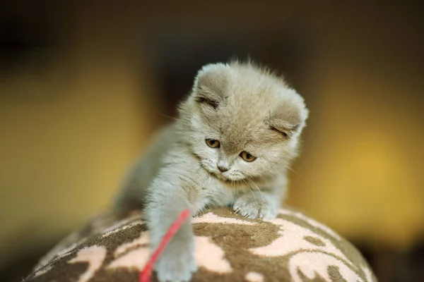 背景上可爱的小猫 — 图库照片