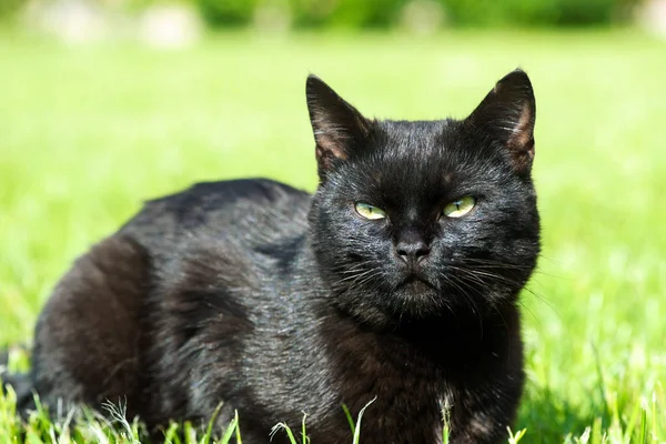 Cute Cat Selective Focus — Stock Photo, Image