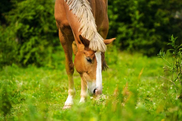 Pferd auf einer grünen Wiese — Stockfoto