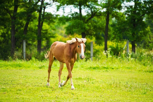 Retrato de belo cavalo vermelho no verão — Fotografia de Stock