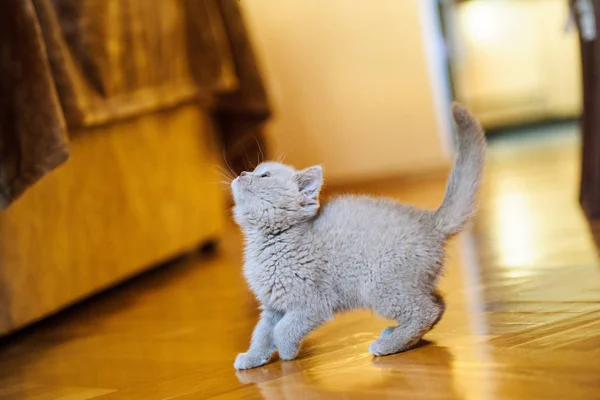 Cute Little Kitten Background — Stock Photo, Image