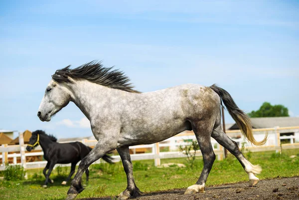 Portret van prachtig paard in de zomer — Stockfoto