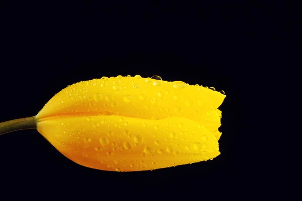 Tulipa amarela em gotas de água, tiro estúdio — Fotografia de Stock