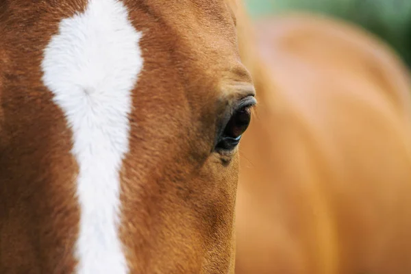 Портрет красивого червоного коня влітку — стокове фото