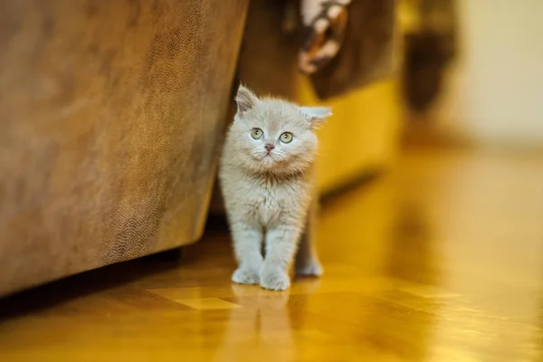 背景に可愛い子猫ちゃん — ストック写真