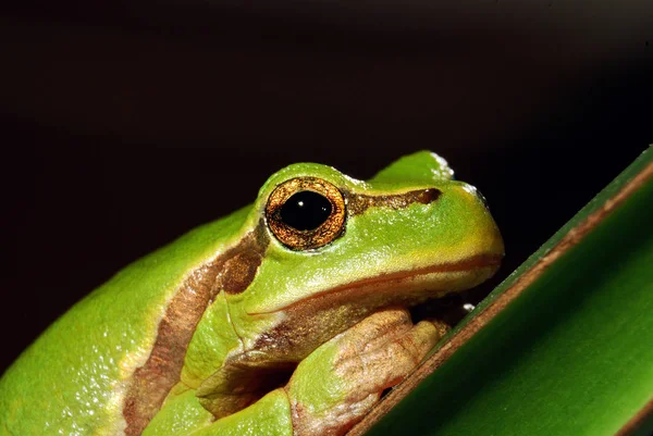 Rã da árvore verde — Fotografia de Stock