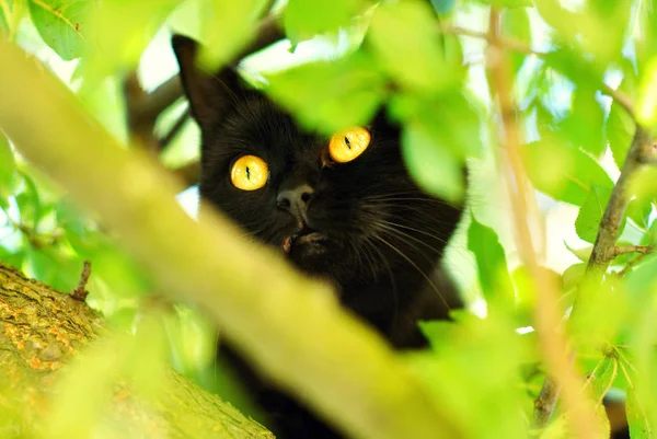 Černá kočka na stromě — Stock fotografie
