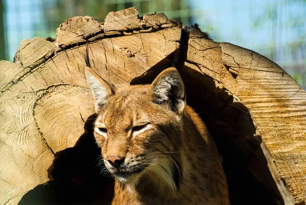 Felis lynx, Lynx lynx, Eurasian Lynx — Foto de Stock