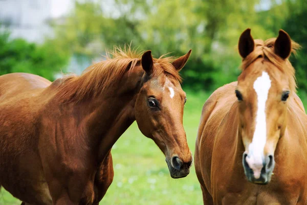 两匹马的肖像 — 图库照片