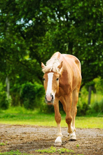 Scenic View Beautiful Horse Portrait — Stock Photo, Image