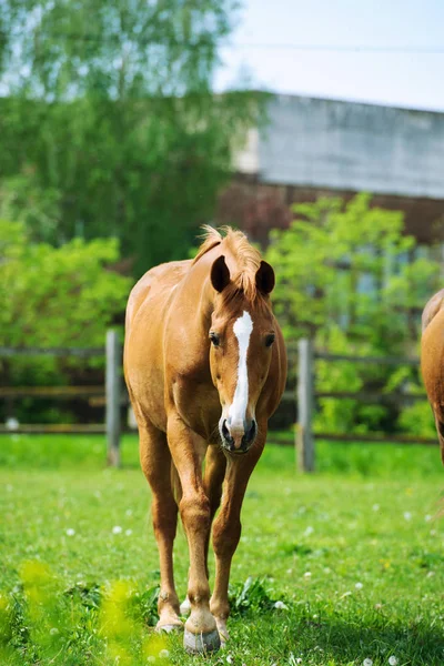 Horses on a summer pasture — Stock Photo, Image