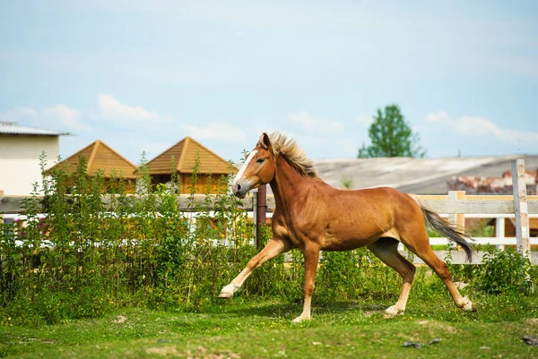 Vista Panorámica Del Hermoso Retrato Caballo — Foto de Stock