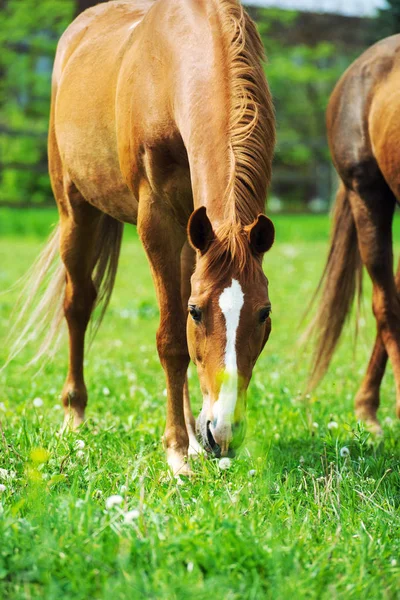 Portrait of beautiful red horse in summer — Stock Photo, Image