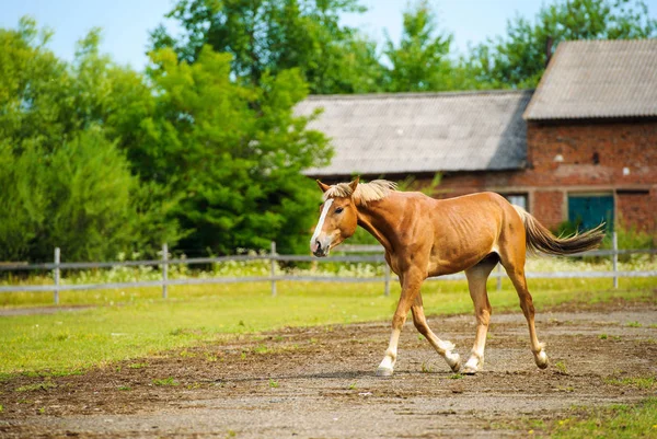 Portrait de beau cheval rouge en été — Photo