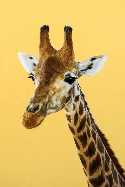 Malerischer Blick Auf Die Niedliche Giraffe Der Natur — Stockfoto