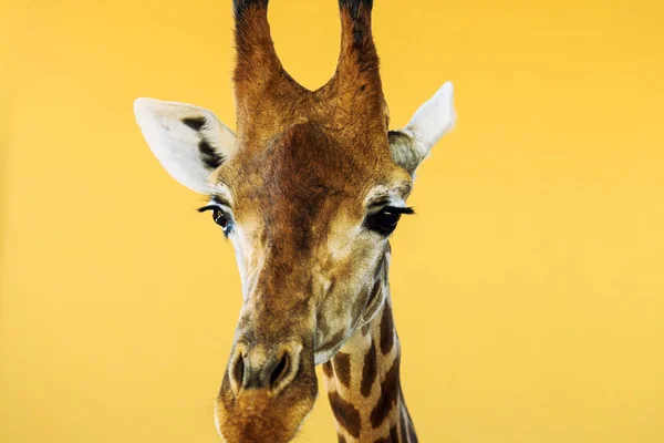 Malerischer Blick Auf Die Niedliche Giraffe Der Natur — Stockfoto