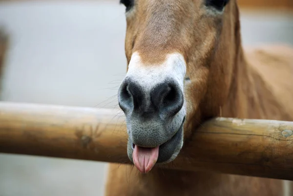 Vacker Utsikt Över Vackra Häst Porträtt — Stockfoto