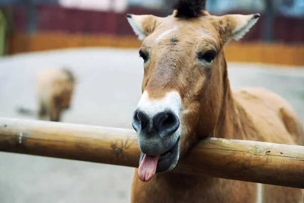 Malerische Ansicht Des Schönen Pferdes Porträt — Stockfoto