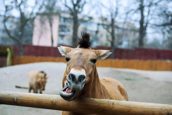 Festői Kilátás Gyönyörű Portré — Stock Fotó