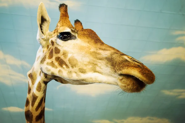 Vista Cênica Girafa Bonito Natureza — Fotografia de Stock