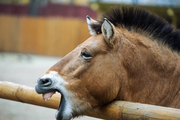 Scenic View Beautiful Horse Portrait — Stock Photo, Image