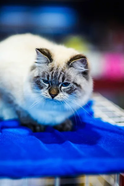 Şirin Kedi Seçici Odaklanma — Stok fotoğraf