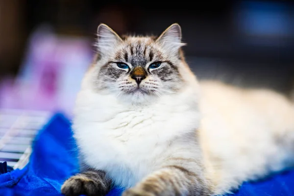 Şirin Kedi Seçici Odaklanma — Stok fotoğraf