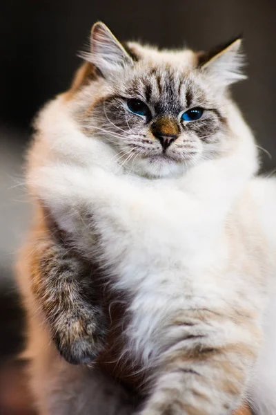 かわいい猫 選択的フォーカス — ストック写真