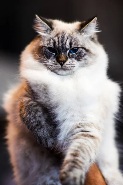 Cute Cat Selective Focus — 스톡 사진