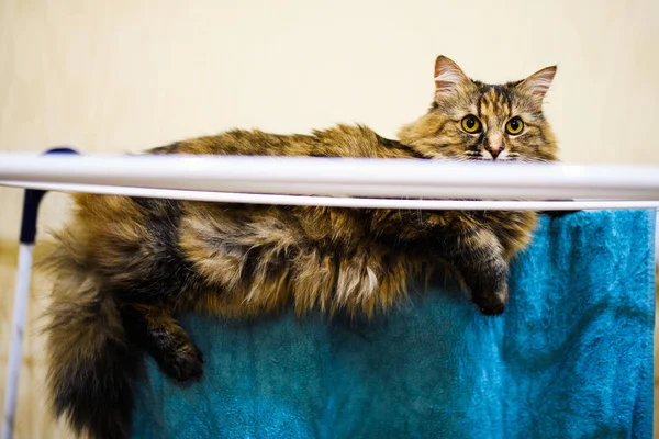 Divertido gato acostado en secado ropa —  Fotos de Stock