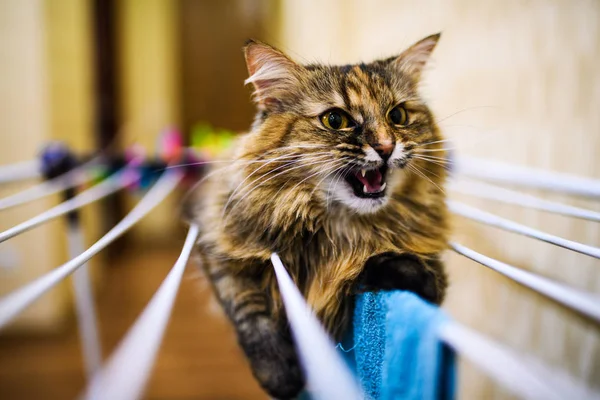 Divertido gato acostado en secado ropa — Foto de Stock