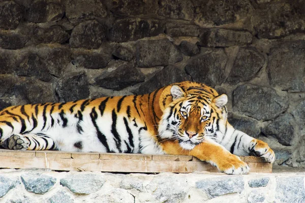 Krásné Tygří Zvíře Pozadí — Stock fotografie