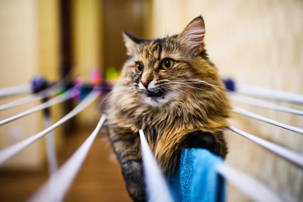 Divertido gato acostado en secado ropa —  Fotos de Stock