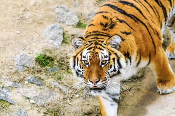 Schönes Tigertier Hintergrund — Stockfoto