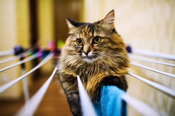 Divertente gatto sdraiato su vestiti di asciugatura — Foto Stock