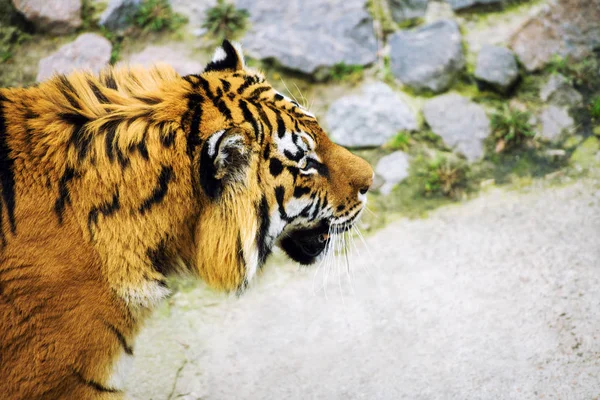 Beautiful  tiger animal on background