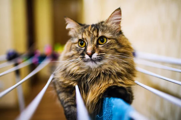 Divertente gatto sdraiato su vestiti di asciugatura — Foto Stock